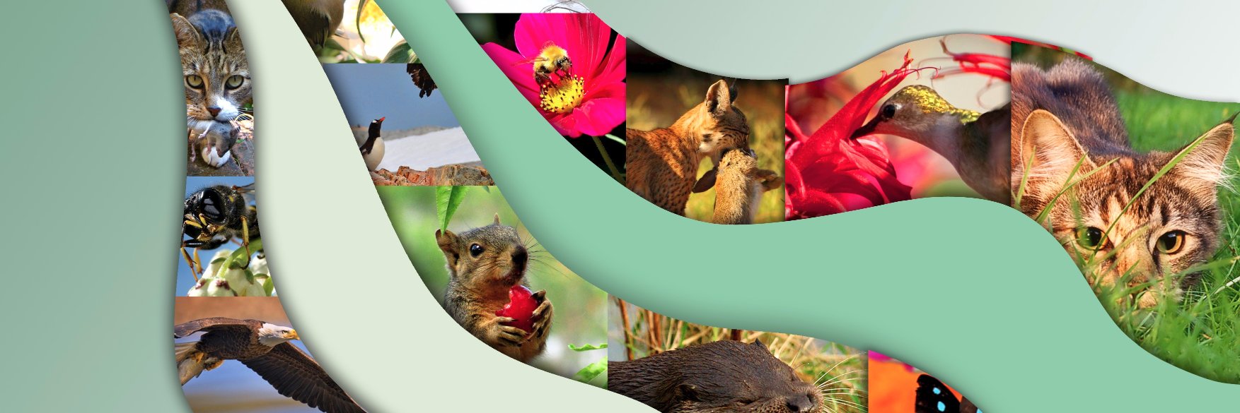 Virginia Dominguez banner