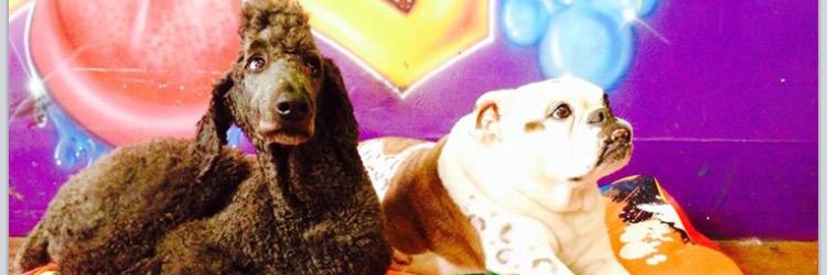 TheDogSalon's profile banner image