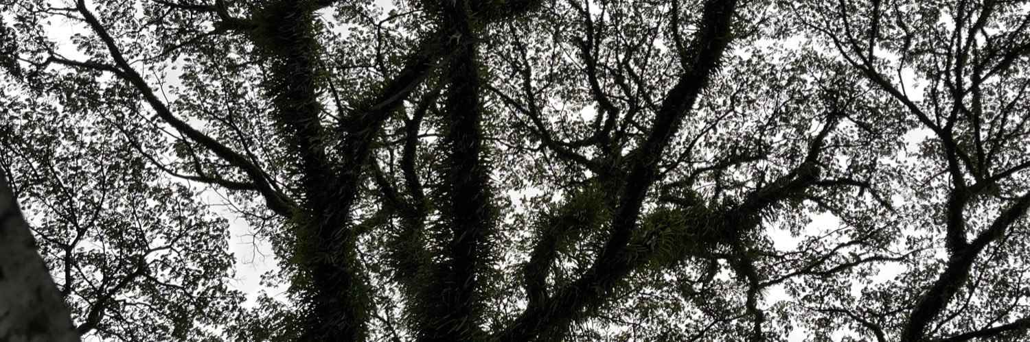 aneyasyfi's profile banner image