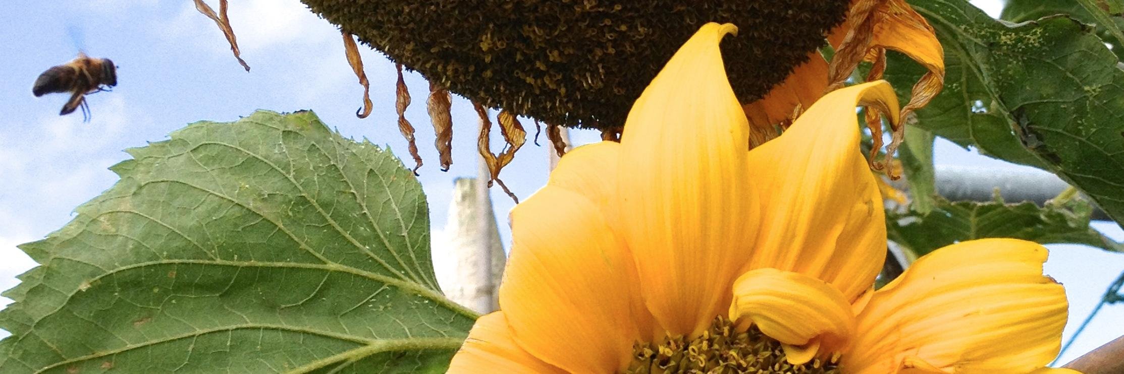 SowEasyGrow's profile banner image