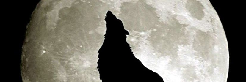 noctambu10's profile banner image