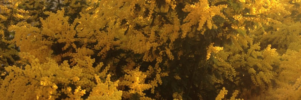 Emanuela banner