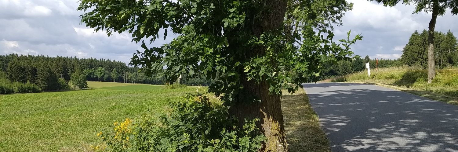 AnetaNovotn's profile banner image