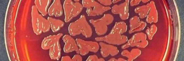 Vigezaro Profile Banner