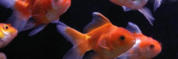 THEREAL_GOLDF's profile banner image