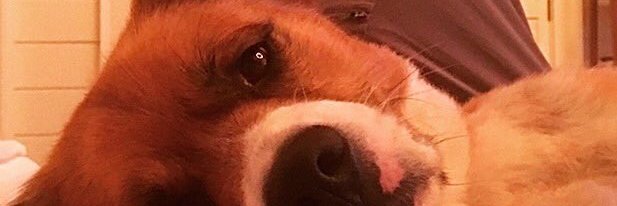 ChrisEvans_bot's profile banner image