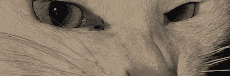 halloinidika's profile banner image