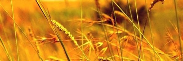 awwd497's profile banner image