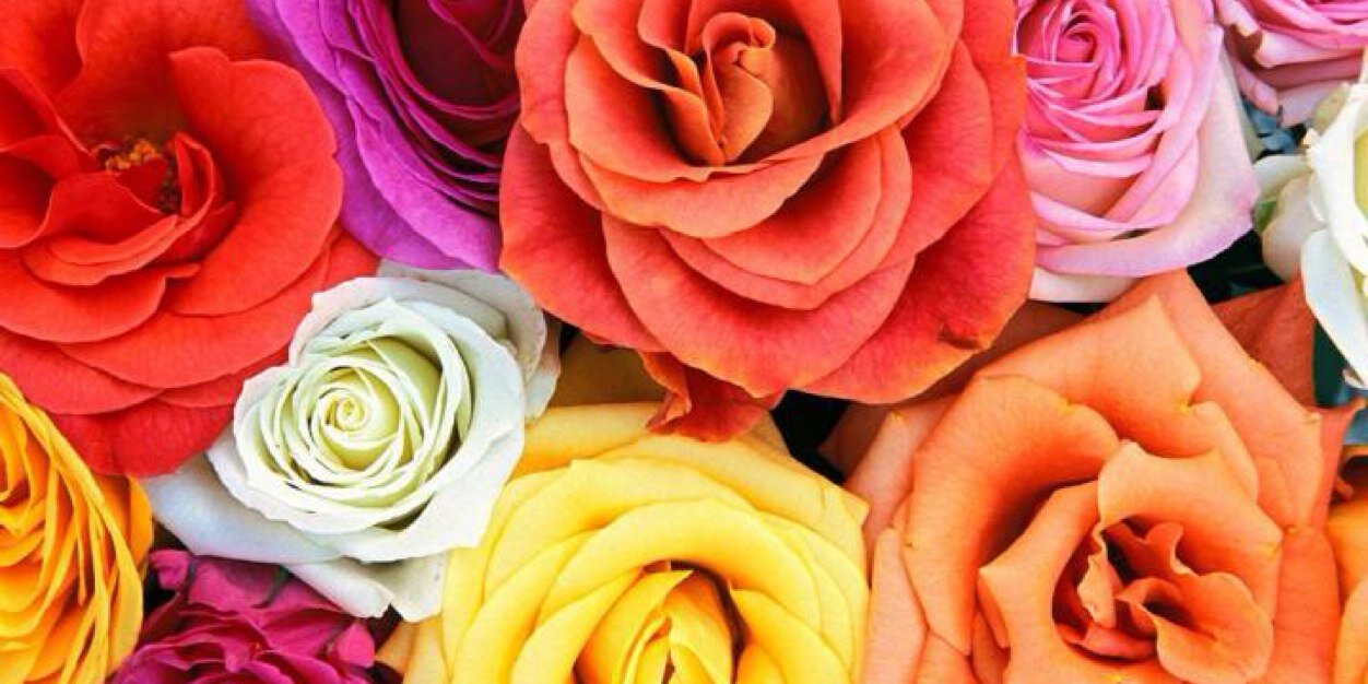 Sarah_Harrisonn's profile banner image