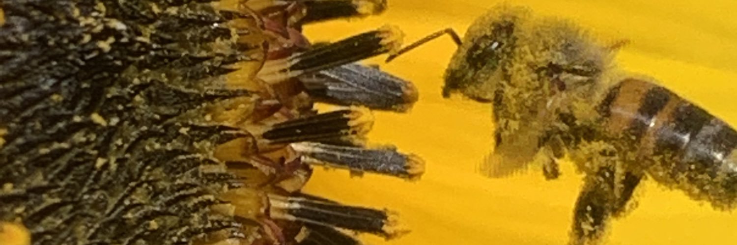 JungleRiddim's profile banner image
