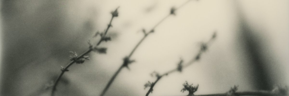 cellularfunk's profile banner image