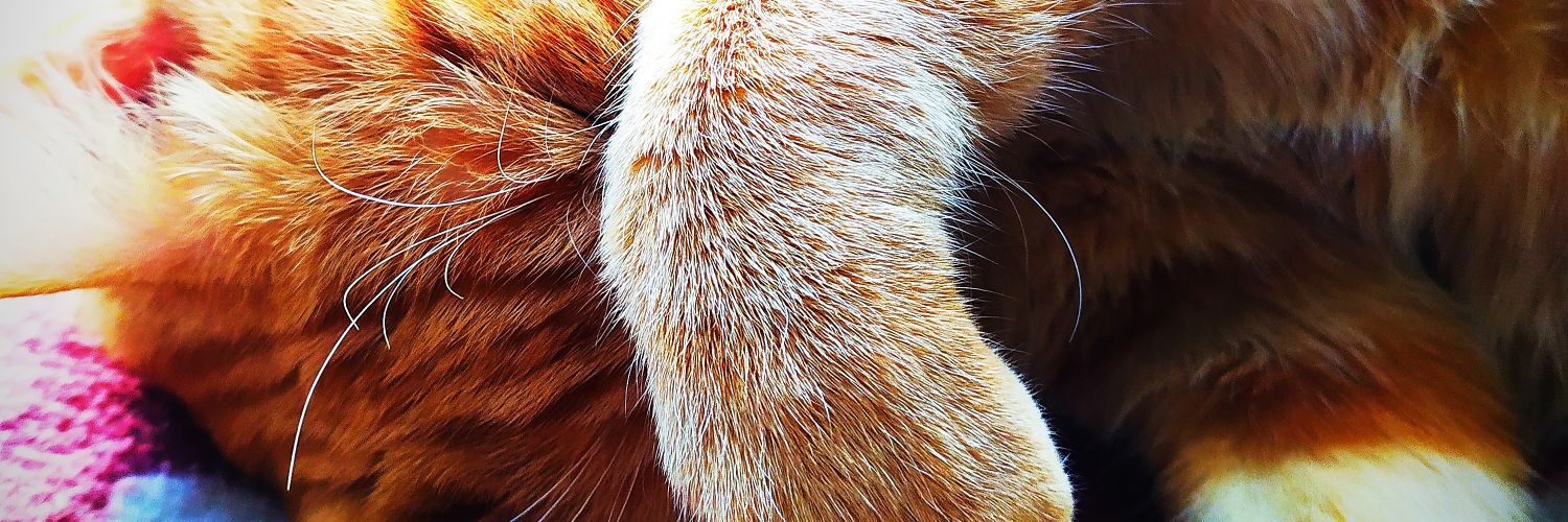 pperezUPCT's profile banner image