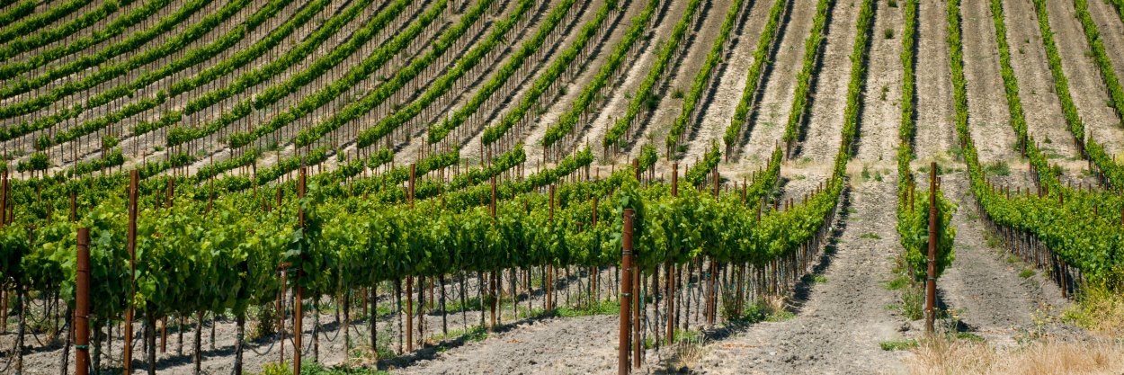 WineBusiness Analytics banner