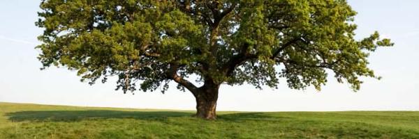 quercuslabrax Profile Banner