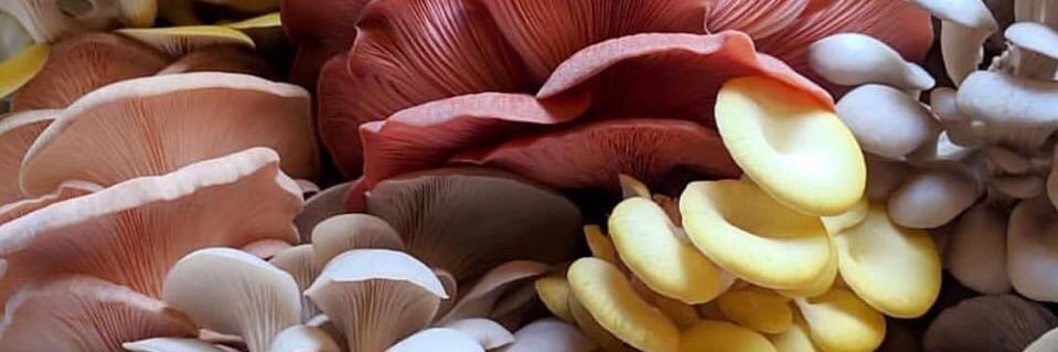 hocusperkus's profile banner image