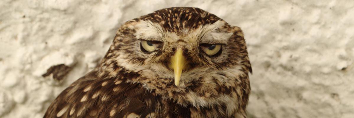 AdrianWale's profile banner image