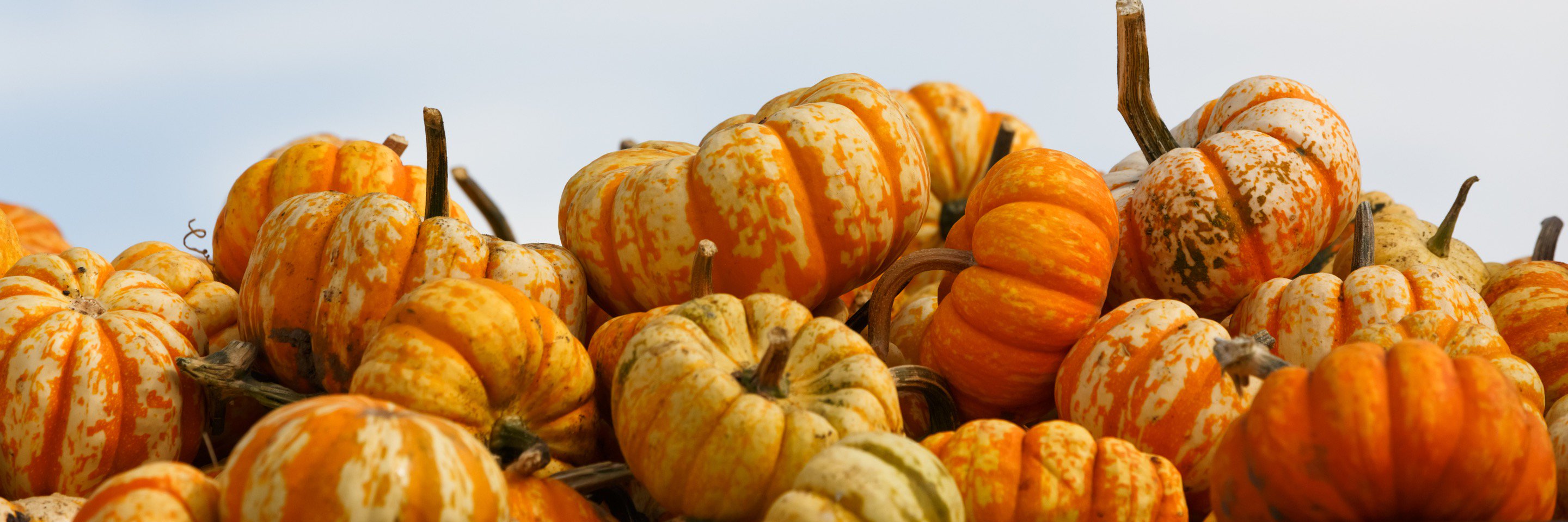 FXBGFarmMkt's profile banner image