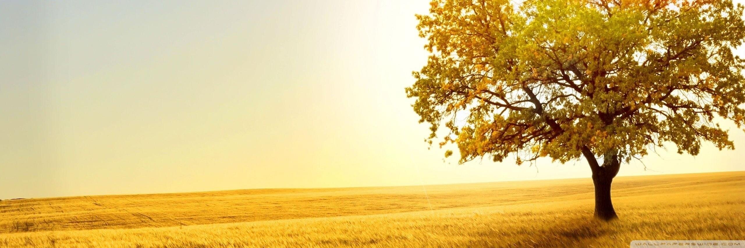 SoniaAllan's profile banner image