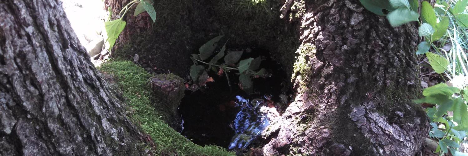 Emory White 🧙🏽‍♂️ banner