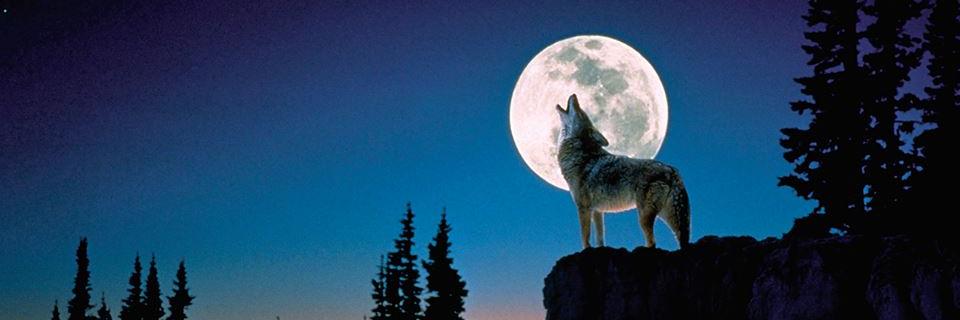 thewolf1051's profile banner image