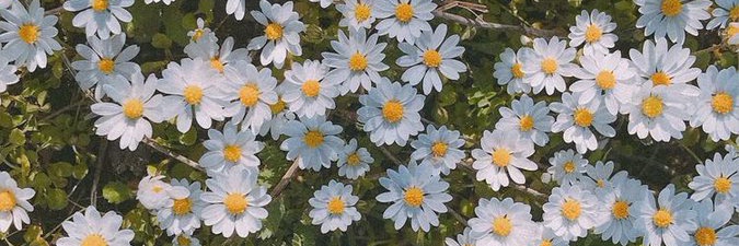 cellepaess's profile banner image