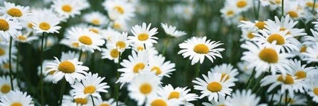 FlowerBee_a's profile banner image