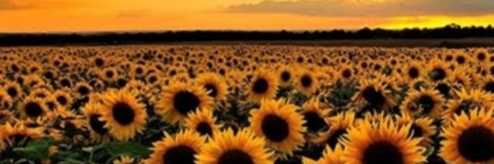 VaneRodriiguess's profile banner image