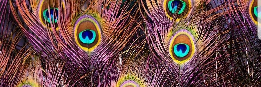 searchfxreden's profile banner image