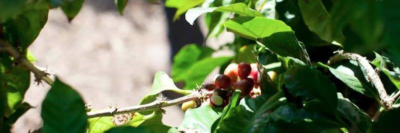 ForgeCoffee's profile banner image