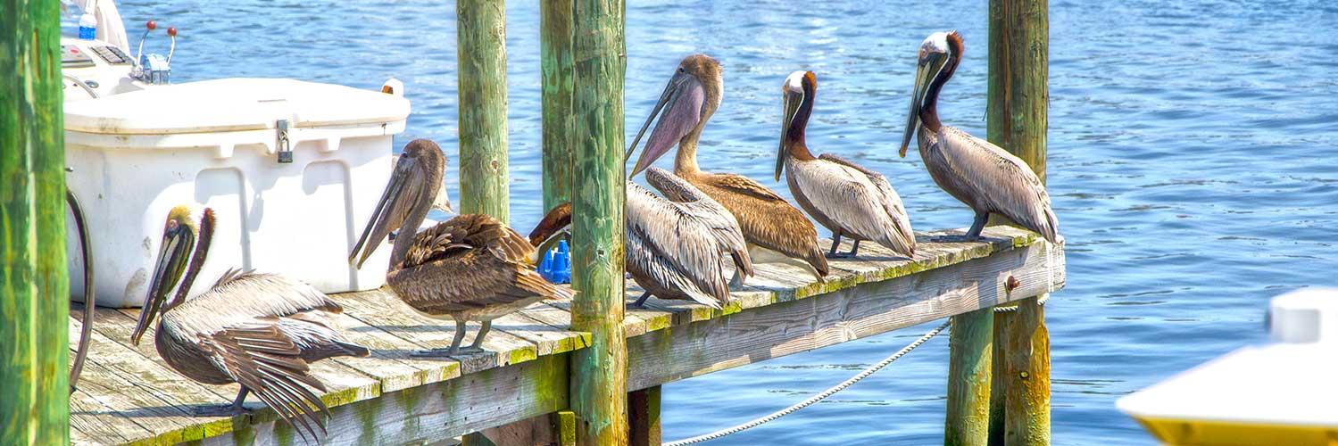 Bob Robertson banner