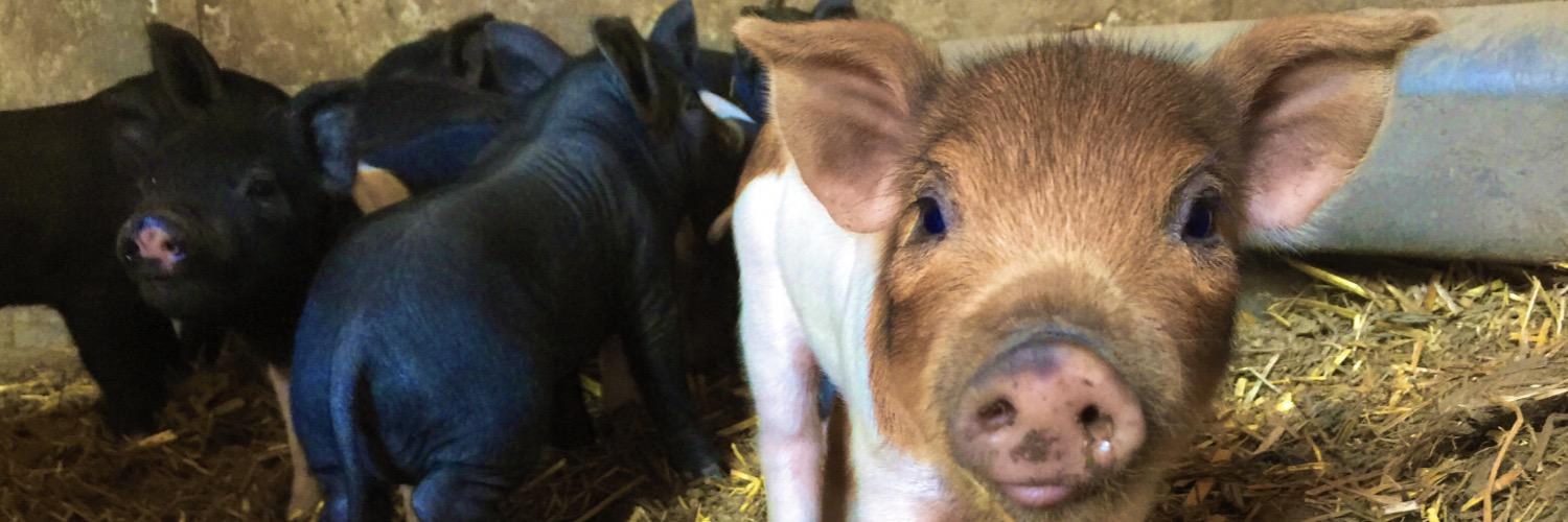 Cookpigsranch's profile banner image