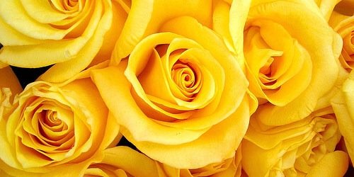 questOFlovee's profile banner image