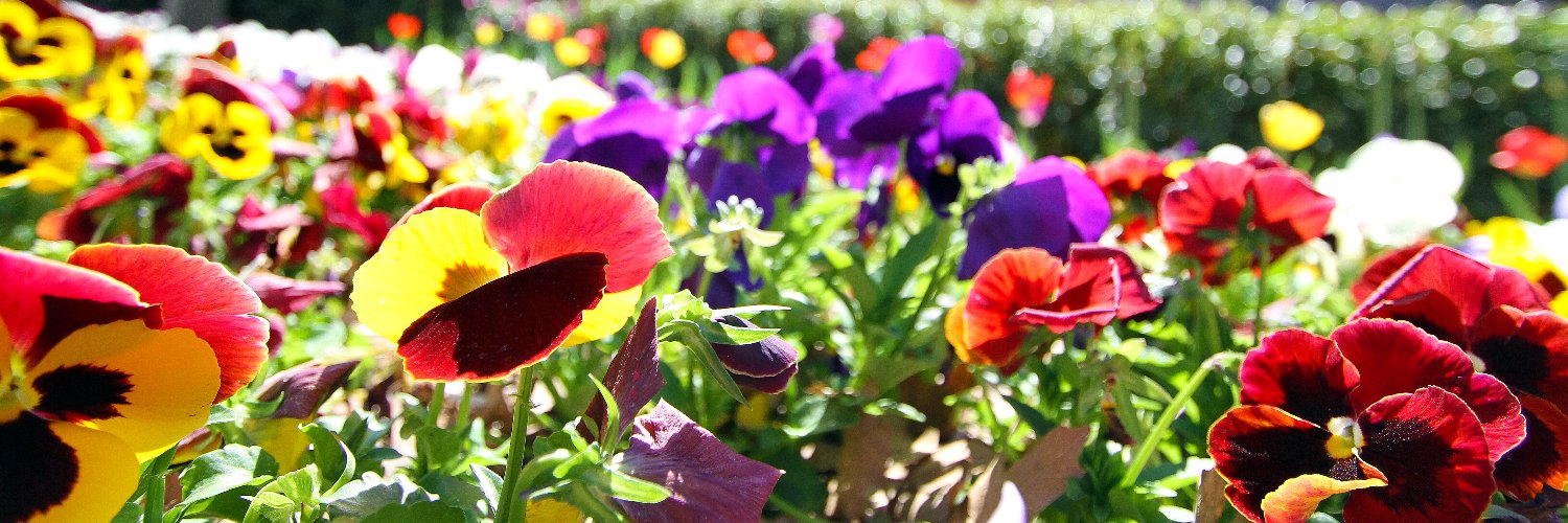 Tarleton Graduate Studies banner