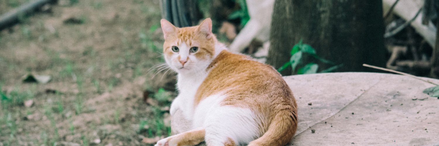 Camilo J. 🪐 banner