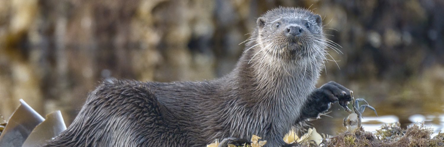 M J Peakman Photography banner