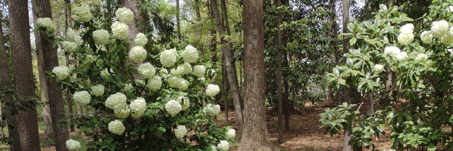 Jennifer banner