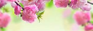 Miss_Toots96's profile banner image