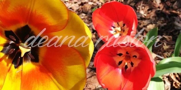 Deana Ruston 🇨🇦 ♿️ banner