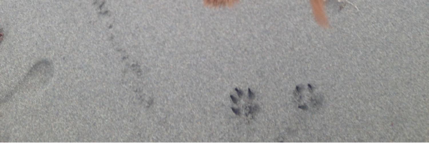 Jillian Stacey banner
