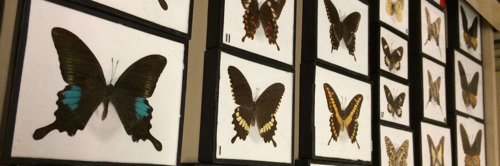 bug_museum's profile banner image