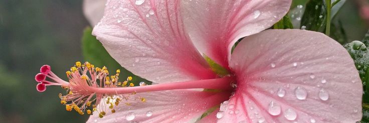 luz_mansur's profile banner image