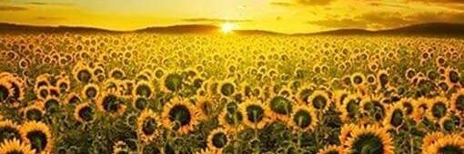 aprhester's profile banner image