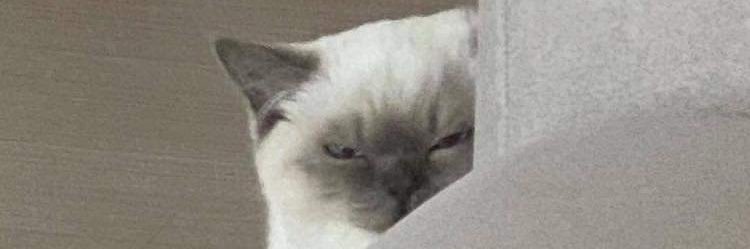 notjaylean's profile banner image