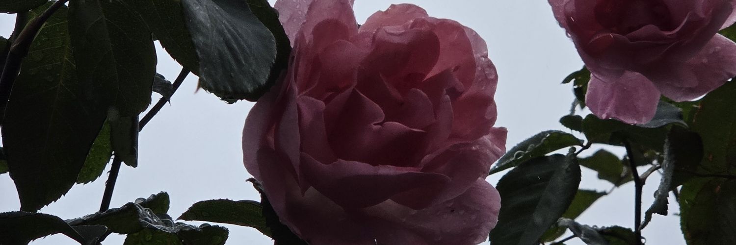 _xuxana's profile banner image