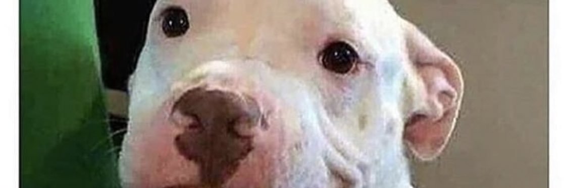 DonConchas's profile banner image