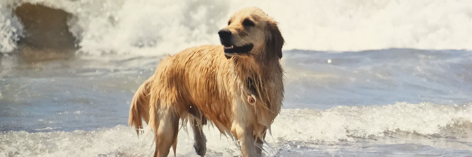 CamiChalup's profile banner image