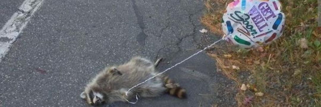 𒉭D҉e҉e҉Z҉ R҉o҉t҉t҉e҉r҉𒉭 banner