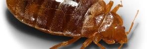 WisconsinBedBug's profile banner image