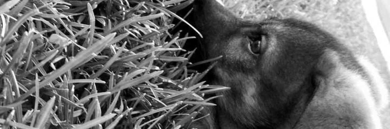 josephalbarran1's profile banner image