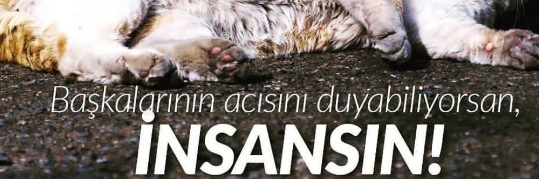 Koshka🐈/MUSTAFA KEMAL ATATURK (1881-193∞)💓🌹 banner